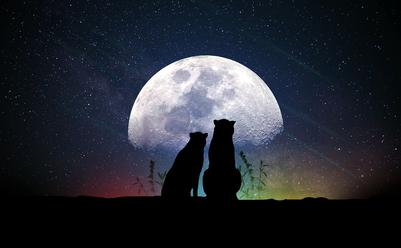 免费观看明星大侦探，探索推理世界的魅力